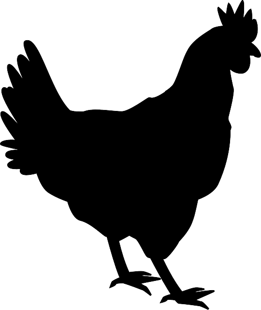 Chicken