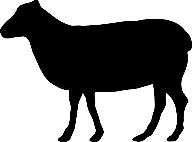 Lamb
