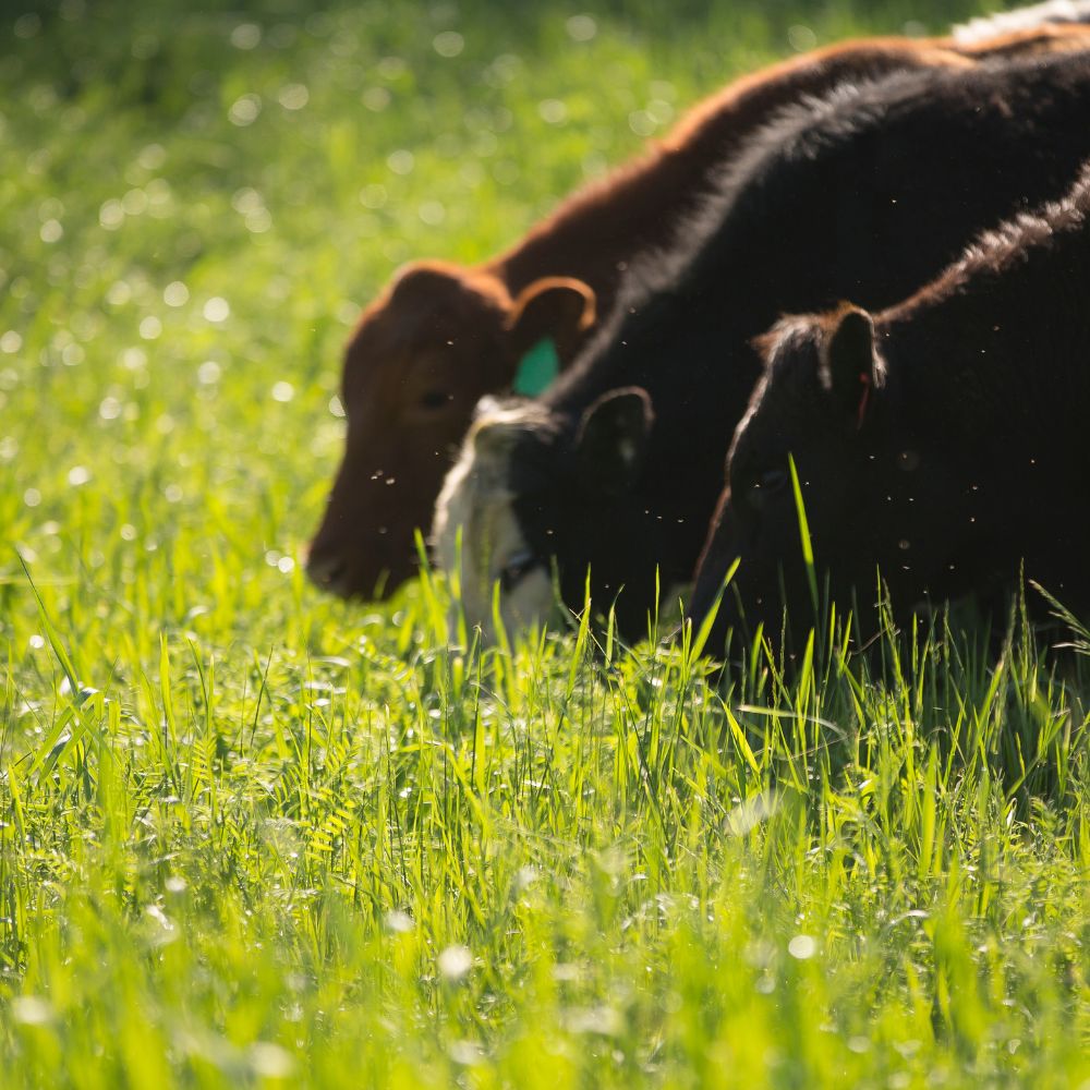 Grass-Fed vs. Grain-Fed